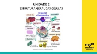 UNIDADE 2
ESTRUTURA GERAL DAS CÉLULAS
FONTE:https://br.pinterest.com/pin/796081671626615085/
 