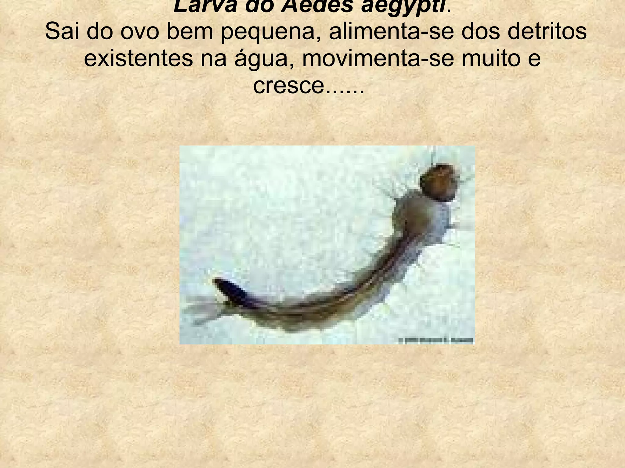 Larva do Aedes aegypti .  Sai do ovo bem pequena, alimenta-se dos detritos existentes na água, movimenta-se muito e cresce......   
