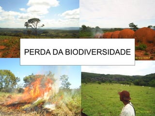 PERDA DA BIODIVERSIDADE
 