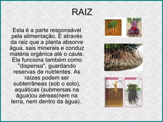 RAIZ Esta é a parte responsável pela alimentação. É através da raiz que a planta absorve água, sais minerais e conduz matéria orgânica até o caule. Ela funciona também como "dispensa", guardando reservas de nutrientes. As raízes podem ser subterrâneas (sob o solo), aquáticas (submersas na água)ou aéreas(nem na terra, nem dentro da água).
