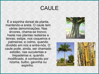 CAULE É a espinha dorsal da planta, mantendo-a ereta. O caule tem várias denominações. Nas árvores, chama-se tronco; haste nas plantas rasteiras e tenras; estipe, nos coqueiros e palmeiras; e colmo, quando dividido em nós e entre-nós. O caule pode, ainda, ser chamado estolão, nas suculentas e trepadeiras e, quando modificado, é conhecido por rizoma, bulbo, gavinha ou espinho.