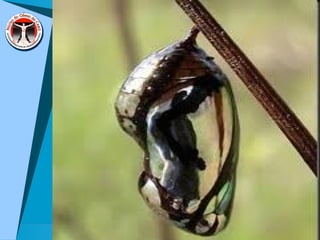 Apresentacao curso cetra ta setembro.2013