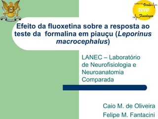 Efeito da fluoxetina sobre a resposta ao teste da  formalina em piauçu ( Leporinus macrocephalus ) LANEC – Laboratório de Neurofisiologia e Neuroanatomia Comparada Caio M. de Oliveira Felipe M. Fantacini 
