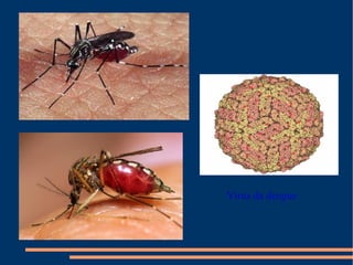 Vírus da dengue 