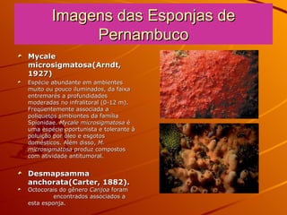 Imagens das Esponjas de Pernambuco Mycale microsigmatosa(Arndt, 1927) Espécie abundante em ambientes muito ou pouco iluminados, da faixa entremarés a profundidades moderadas no infralitoral (0-12 m). Freqüentemente associada a poliquetos simbiontes da família Spionidae.  Mycale microsigmatosa  é uma espécie oportunista e tolerante à poluição por óleo e esgotos domésticos. Além disso,  M.  microsigmatosa  produz compostos com atividade antitumoral.  Desmapsamma anchorata(Carter, 1882). Octocorais do gênero  Carijoa  foram  encontrados associados a esta esponja. 