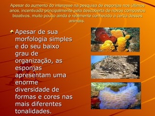 Apesar do aumento do interesse na pesquisa de esponjas nos últimos anos, incentivado principalmente pela descoberta de novos compostos bioativos, muito pouco ainda é realmente conhecido a cerca desses animais.  Apesar de sua morfologia simples e do seu baixo grau de organização, as esponjas apresentam uma enorme diversidade de formas e cores nas mais diferentes tonalidades. 
