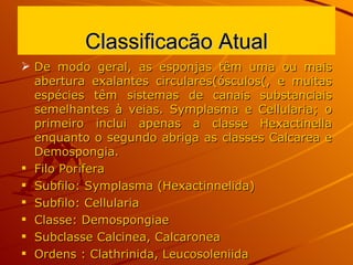Classificacão Atual De modo geral, as esponjas têm uma ou mais abertura exalantes circulares(ósculos(, e muitas espécies têm sistemas de canais substanciais semelhantes à veias. Symplasma e Cellularia; o primeiro inclui apenas a classe Hexactinella enquanto o segundo abriga as classes Calcarea e Demospongia. Filo Porifera Subfilo: Symplasma (Hexactinnelida) Subfilo: Cellularia Classe: Demospongiae Subclasse Calcinea, Calcaronea Ordens : Clathrinida, Leucosoleniida 