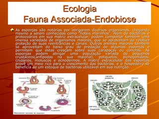 Ecologia Fauna Associada-Endobiose As esponjas são notórias por abrigarem diversos organismos, chegando mesmo a serem conhecidas como “hotéis marinhos”. Além de bactérias e protozoários em sua matriz extracelular, podem comportar também uma imensa variedade de organismos maiores, que se aproveitam da relativa proteção de suas reentrâncias e canais. Outros animais maiores também se aproveitam do baixo grau de predação de algumas esponjas e permitem que estas cresçam sobre suas carapaças ou conchas. As esponjas podem abrigar uma população variada de pequenos crustáceos(anfípodas na sua maioria), poliquetos, picnogonídeos, cnidários, moluscos e ecnodermos. A matriz extracelular das esponjas provê um meio rico para o crescimento das bactérias, e o hospedeiro se beneficia de um estoque de bactérias utilizável em sua nutrição. 