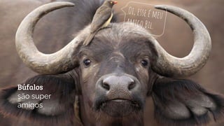 Búfalos
são super
amigos
Oi, esse é meu
amigo Bil.
 