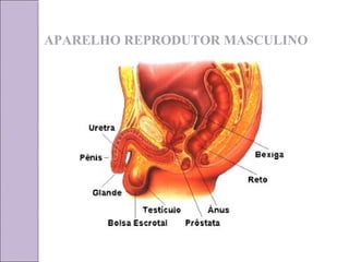 APARELHO REPRODUTOR MASCULINO 
 