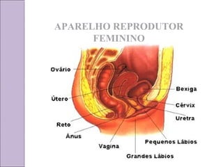 APARELHO REPRODUTOR 
FEMININO 
 