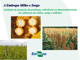 A Embrapa Milho e Sorgo
Unidade	
  de	
  pesquisa	
  de	
  produtos,	
  referência	
  no	
  desenvolvimento	
  
de	
  culI...