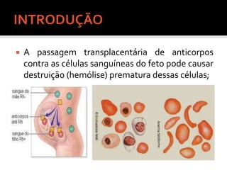  A passagem transplacentária de anticorpos
contra as células sanguíneas do feto pode causar
destruição (hemólise) prematura dessas células;
 