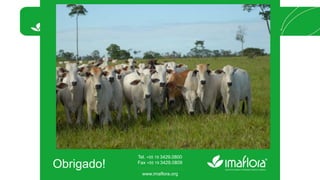 Obrigado! 
Tel. +55 19 3429.0800 
Fax +55 19 3429.0809 
imaflora@imaflora.org 
www.imaflora.org 
