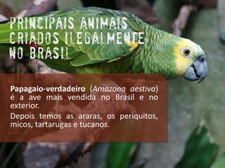 Principais animais criados ilegalmente no Brasil 
Papagaio-verdadeiro(Amazonaaestiva) éaavemaisvendidanoBrasilenoexterior. 
Depoistemosasararas,osperiquitos, micos,tartarugasetucanos.  