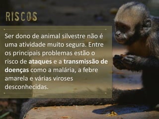 Riscos 
Ser dono de animal silvestre não é uma atividade muito segura. Entre os principais problemas estão o risco de ataquese a transmissão de doençascomo a malária, a febre amarela e várias viroses desconhecidas.  