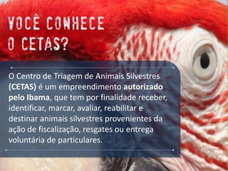O Centro de Triagem de Animais Silvestres (CETAS) é um empreendimento autorizado pelo Ibama, que tem por finalidade receber, identificar, marcar, avaliar, reabilitar e destinar animais silvestres provenientes da ação de fiscalização, resgates ou entrega voluntária de particulares. 
VocEconhece o CETAS?  