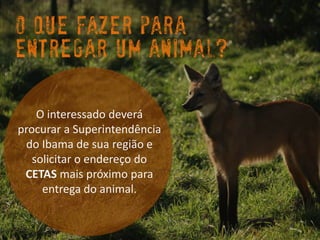 O interessado deverá procurar a Superintendência do Ibama de sua região e solicitar o endereço do CETASmais próximo para entrega do animal. 
O que fazer para Entregarum animal?  