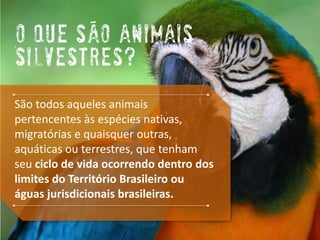O que sAoAnimais Silvestres? 
São todos aquelesanimais pertencentes às espécies nativas, migratóriase quaisquer outras, aquáticasou terrestres, que tenham seu ciclo de vida ocorrendo dentrodos limites do Território Brasileiro ou águas jurisdicionais brasileiras.  