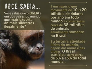 É um negócio que movimenta de 10 a 20 bilhões de dólares por ano em todo mundoe comercializa cerca de 38 milhões de animais anualmente somente noBrasil. 
É a terceira atividade ilícita do mundo, depois das armas e das drogas. O Brasil participa com cerca de 5% a 15% do total mundial. 
Você sabia que o Brasilé um dos países do mundo quemais exporta animais silvestres ilegalmente? 
VoceSabia...  