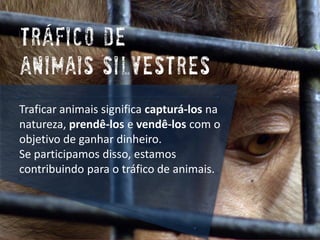 TrAficode Animais Silvestres 
Traficar animais significa capturá-losna natureza, prendê-lose vendê-loscom o objetivo de ganhar dinheiro. 
Se participamos disso, estamos contribuindo para o tráfico de animais.  