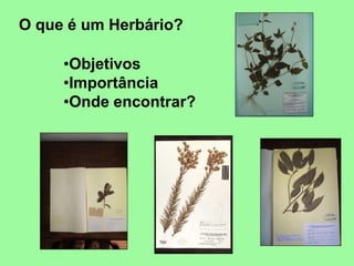 O que é um Herbário?
•Objetivos
•Importância
•Onde encontrar?
 