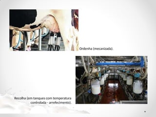 Ordenha (mecanizada).
Recolha (em tanques com temperatura
controlada - arrefecimento).
 