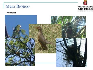 Meio Biótico
Avifauna
 