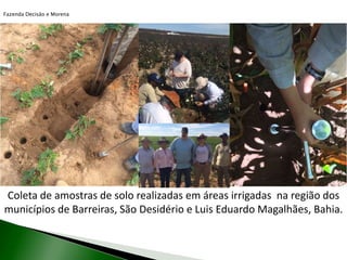 Coleta de amostras de solo realizadas em áreas irrigadas na região dos
municípios de Barreiras, São Desidério e Luis Eduardo Magalhães, Bahia.
Fazenda Decisão e Morena
 
