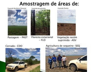 Amostragem de áreas de:
Pastagem - PAST
Cerrado- CDO
Floresta estacional
- FLO
Vegetação recém
suprimida -ASV
Agricultura de sequeiro- SEQ
Fazenda Pradella
Fazenda Nordeste Florestal Fazenda PivettaFazenda Jacarézinho
Fazenda Busato
 