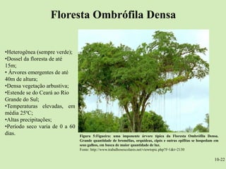 Floresta Ombrófila Densa


•Heterogênea (sempre verde);
•Dossel da floresta de até
15m;
• Árvores emergentes de até
40m de altura;
•Densa vegetação arbustiva;
•Estende se do Ceará ao Rio
Grande do Sul;
•Temperaturas elevadas, em
média 25ºC;
•Altas precipitações;
•Período seco varia de 0 a 60
dias.                           Figura 5:Figueira: uma imponente árvore típica da Floresta Ombrófila Densa.
                                Grande quantidade de bromélias, orquídeas, cipós e outras epífitas se hospedam em
                                seus galhos, em busca de maior quantidade de luz.
                                Fonte: http://www.trabalhosescolares.net/viewtopic.php?f=1&t=2130

                                                                                                              10-22
 