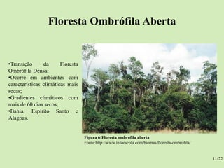 Floresta Ombrófila Aberta


•Transição      da      Floresta
Ombrófila Densa;
•Ocorre em ambientes com
características climáticas mais
secas;
•Gradientes climáticos com
mais de 60 dias secos;
•Bahia, Espírito Santo e
Alagoas.


                                   Figura 6:Floresta ombrófila aberta
                                   Fonte:http://www.infoescola.com/biomas/floresta-ombrofila/


                                                                                                11-22
 