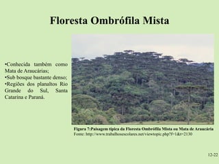 Floresta Ombrófila Mista


•Conhecida também como
Mata de Araucárias;
•Sub bosque bastante denso;
•Regiões dos planaltos Rio
Grande do Sul, Santa
Catarina e Paraná.




                              Figura 7:Paisagem típica da Floresta Ombrófila Mista ou Mata de Araucária
                              Fonte: http://www.trabalhosescolares.net/viewtopic.php?f=1&t=2130



                                                                                                    12-22
 