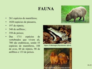 FAUNA
•   261 espécies de mamíferos;
•   1020 espécies de pássaros,                                 Figura 14:Capivara

•   197 de répteis;
•   340 de anfíbios ;
•   350 de peixes;
•   Das 1711 espécies de
    vertebrados que vivem ali,
    700 são endêmicas, sendo 55
    espécies de mamíferos, 188      Figura 15:Rã-bugio (Physalaemus olfersi)

    de aves, 60 de répteis, 90 de
    anfíbios e 133 de peixes.




                                                                                    18-22
                                     Figura 16:Família de micos-leões-dourados.
 