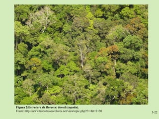 Figura 2:Estrutura da floresta: dossel (copada).
Fonte: http://www.trabalhosescolares.net/viewtopic.php?f=1&t=2130   5-22
 