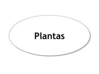 Plantas 