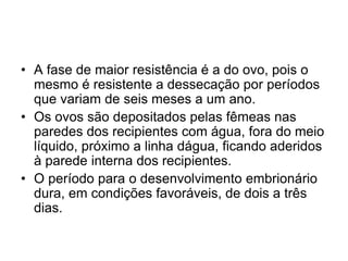 • A fase de maior resistência é a do ovo, pois o
mesmo é resistente a dessecação por períodos
que variam de seis meses a um ano.
• Os ovos são depositados pelas fêmeas nas
paredes dos recipientes com água, fora do meio
líquido, próximo a linha dágua, ficando aderidos
à parede interna dos recipientes.
• O período para o desenvolvimento embrionário
dura, em condições favoráveis, de dois a três
dias.
 