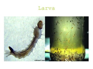 Larva
 