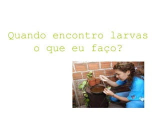 Quando encontro larvas
o que eu faço?
 
