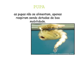 PUPA
as pupas não se alimentam, apenas
respiram sendo dotadas de boa
mobilidade.
 