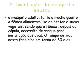 Alimentação do mosquito
adulto
• o mosquito adulto, tanto o macho quanto
a fêmea alimentam- se de néctar e sucos
vegetais, sendo que a fêmea , depois da
cópula, necessita de sangue para
maturação dos ovos. O tempo de vida
nesta fase gira em torno de 30 dias.
 