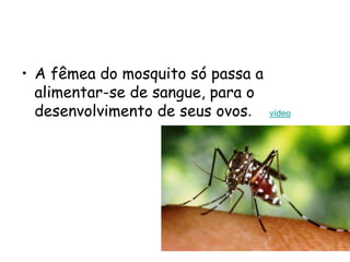 • A fêmea do mosquito só passa a
alimentar-se de sangue, para o
desenvolvimento de seus ovos. vídeo
 