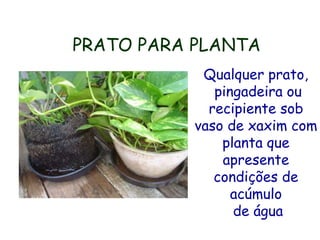 PRATO PARA PLANTA
Qualquer prato,
pingadeira ou
recipiente sob
vaso de xaxim com
planta que
apresente
condições de
acúmulo
de água
 