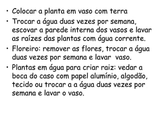 • Colocar a planta em vaso com terra
• Trocar a água duas vezes por semana,
escovar a parede interna dos vasos e lavar
as raízes das plantas com água corrente.
• Floreiro: remover as flores, trocar a água
duas vezes por semana e lavar vaso.
• Plantas em água para criar raiz: vedar a
boca do caso com papel alumínio, algodão,
tecido ou trocar a a água duas vezes por
semana e lavar o vaso.
 