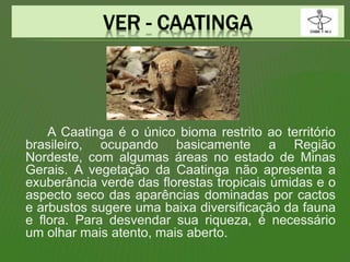 A Caatinga é o único bioma restrito ao território
brasileiro, ocupando basicamente a Região
Nordeste, com algumas áreas no estado de Minas
Gerais. A vegetação da Caatinga não apresenta a
exuberância verde das florestas tropicais úmidas e o
aspecto seco das aparências dominadas por cactos
e arbustos sugere uma baixa diversificação da fauna
e flora. Para desvendar sua riqueza, é necessário
um olhar mais atento, mais aberto.
 