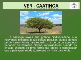 A caatinga revela sua grande biodiversidade, sua
relevância biológica e sua beleza peculiar. Muitas plantas
perdem suas folhas para reduzir a perda de água nos
períodos de estresse hídrico, renovando-as quando as
chuvas chegam de uma forma tão rápida e espetacular
que a paisagem muda quase que da noite para o dia.
 