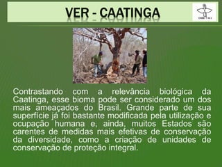 Contrastando com a relevância biológica da
Caatinga, esse bioma pode ser considerado um dos
mais ameaçados do Brasil. Grande parte de sua
superfície já foi bastante modificada pela utilização e
ocupação humana e, ainda, muitos Estados são
carentes de medidas mais efetivas de conservação
da diversidade, como a criação de unidades de
conservação de proteção integral.
 