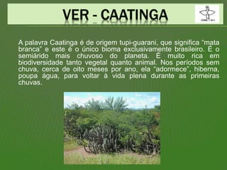 A palavra Caatinga é de origem tupi-guarani, que significa “mata
branca” e este é o único bioma exclusivamente brasileiro. É o
semiárido mais chuvoso do planeta. É muito rica em
biodiversidade tanto vegetal quanto animal. Nos períodos sem
chuva, cerca de oito meses por ano, ela “adormece”, hiberna,
poupa água, para voltar à vida plena durante as primeiras
chuvas.
 