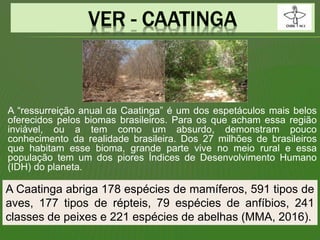 A “ressurreição anual da Caatinga” é um dos espetáculos mais belos
oferecidos pelos biomas brasileiros. Para os que acham essa região
inviável, ou a tem como um absurdo, demonstram pouco
conhecimento da realidade brasileira. Dos 27 milhões de brasileiros
que habitam esse bioma, grande parte vive no meio rural e essa
população tem um dos piores Índices de Desenvolvimento Humano
(IDH) do planeta.
A Caatinga abriga 178 espécies de mamíferos, 591 tipos de
aves, 177 tipos de répteis, 79 espécies de anfíbios, 241
classes de peixes e 221 espécies de abelhas (MMA, 2016).
 