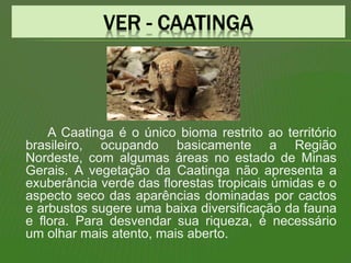 A Caatinga é o único bioma restrito ao território
brasileiro, ocupando basicamente a Região
Nordeste, com algumas áreas no estado de Minas
Gerais. A vegetação da Caatinga não apresenta a
exuberância verde das florestas tropicais úmidas e o
aspecto seco das aparências dominadas por cactos
e arbustos sugere uma baixa diversificação da fauna
e flora. Para desvendar sua riqueza, é necessário
um olhar mais atento, mais aberto.
 